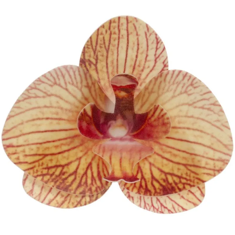 Orchidees Jaunes Azyme (X10)>Cerf Dellier Discount